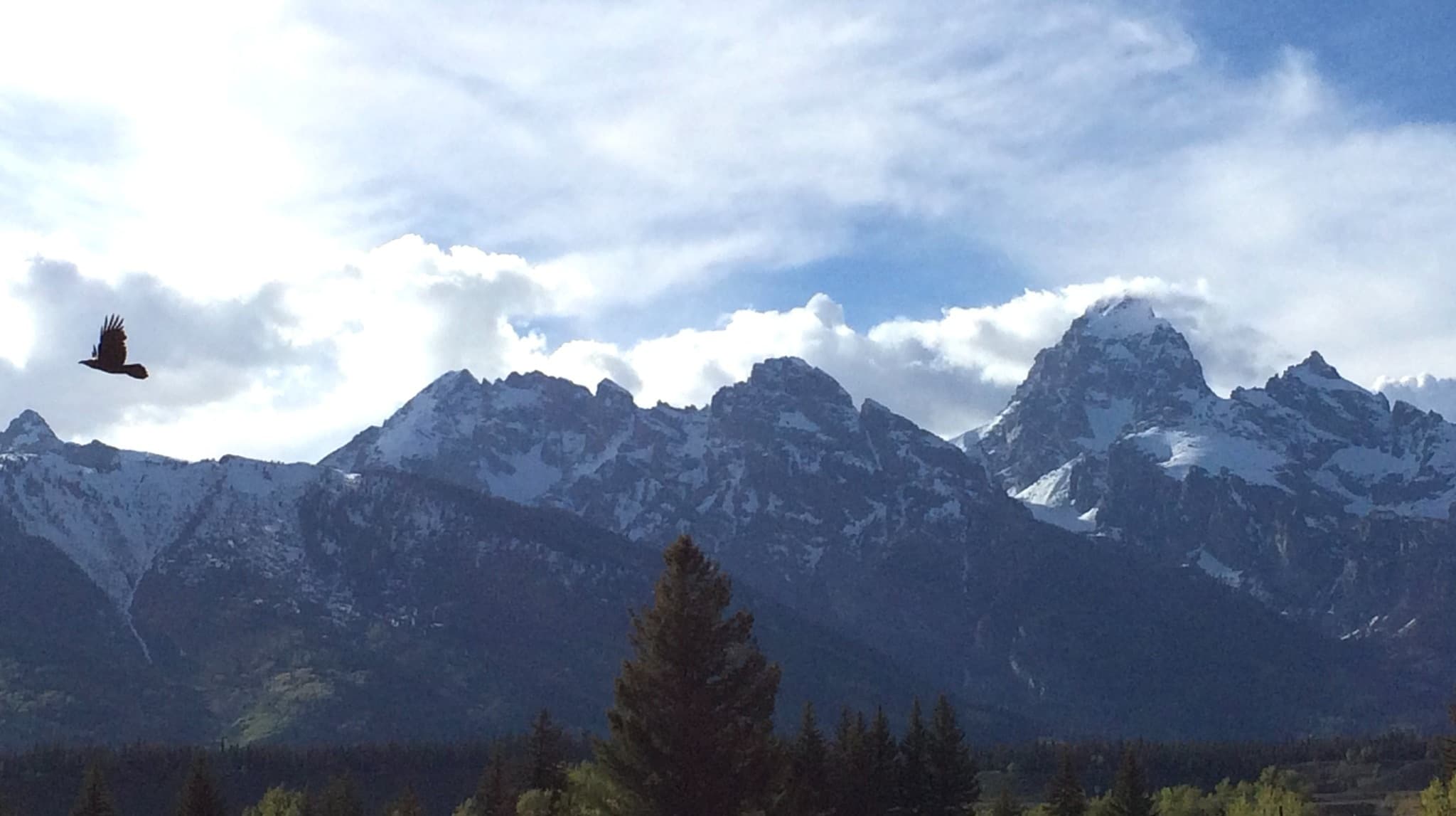 A raven in flight above the snow-dusted peaks of the Teton Range